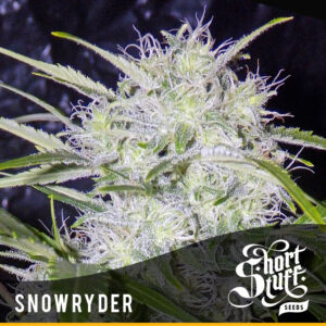 3 UND FEM - SNOWRYDER * SHORT STUFF SEEDS FEM 3 UND