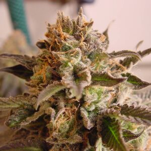 10 UND FEM - SO G KUSH  * SOMA SEEDS 10 UND FEMINIZADAS