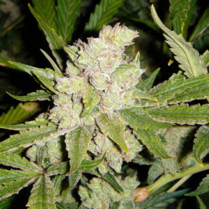 3 UND FEM - SOGOUDA  * SOMA SEEDS 3 UND FEMINIZADAS