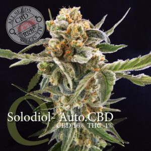 3 UND FEM - SOLODIOL AUTOFLORECIENTE CBD * ELITE 3 UND FEMINIZADAS