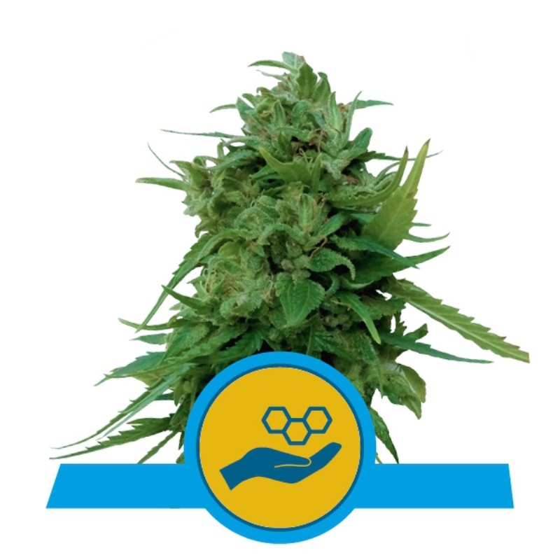 1 UND FEM - SOLOMATIC CBD * ROYAL QUEEN 1 UND FEMINIZADA