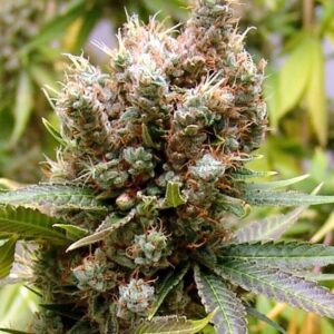 3 UND FEM - SOMALICIOUS  * SOMA SEEDS 3 UND FEMINIZADAS