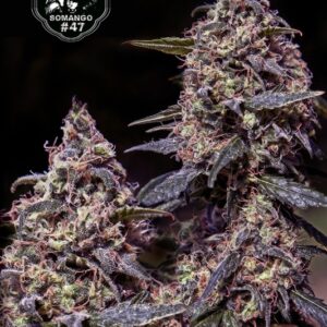 1 UND FEM - SOMANGO#47  * POSITRONICS 1 UND FEMINIZADA