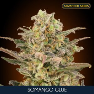 100 UND FEM - SOMANGO GLUE * ADVANCED SEEDS 100 UND FEM