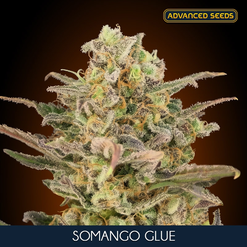 100 UND FEM - SOMANGO GLUE * ADVANCED SEEDS 100 UND FEM