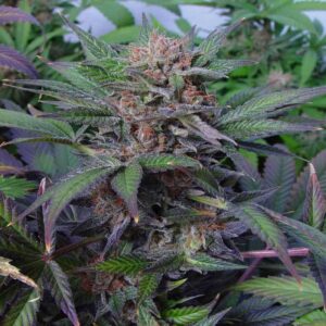 5 UND FEM - SOMANGO  * SOMA SEEDS 5 UND FEMINIZADAS