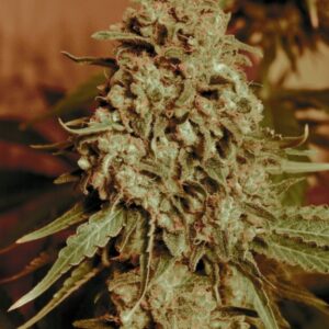 1 UND FEM - SOMANGO WIDOW * ADVANCED SEEDS 1 UND FEM