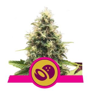 3 UND FEM - SOMANGO XL * ROYAL QUEEN FEMINIZADA 3 UND