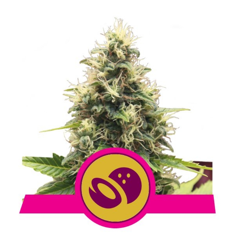3 UND FEM - SOMANGO XL * ROYAL QUEEN FEMINIZADA 3 UND