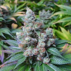 3 UND FEM - SOMARI * SOMA SEEDS 3 UND FEMINIZADAS