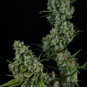 5 UND REG - SONIC SCREWDRIVER * HOMEGROWN NATURAL WONDERS 5 UND REGULARES