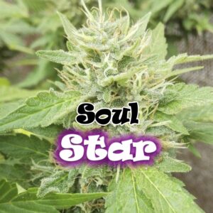 4 UND FEM - SOUL STAR * DR UNDERGROUND 4 UND FEM