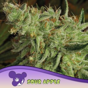 3 UND FEM - SOUR APPLE * ANESIA SEEDS 3 FEMINIZADAS