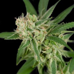 12 UND REG - SOUR BANANA SHERBET * DNA GENETICS CROCKETT FAMILY FARMS 12 UND REG
