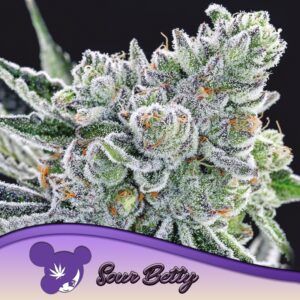 3 UND FEM - SOUR BETTY * ANESIA SEEDS 3 FEMINIZADAS