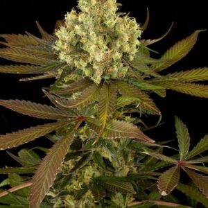 3 UND FEM - SOUR BLUEBERRY  * HUMBOLDT SEEDS FEMINIZADA 3 SEEDS