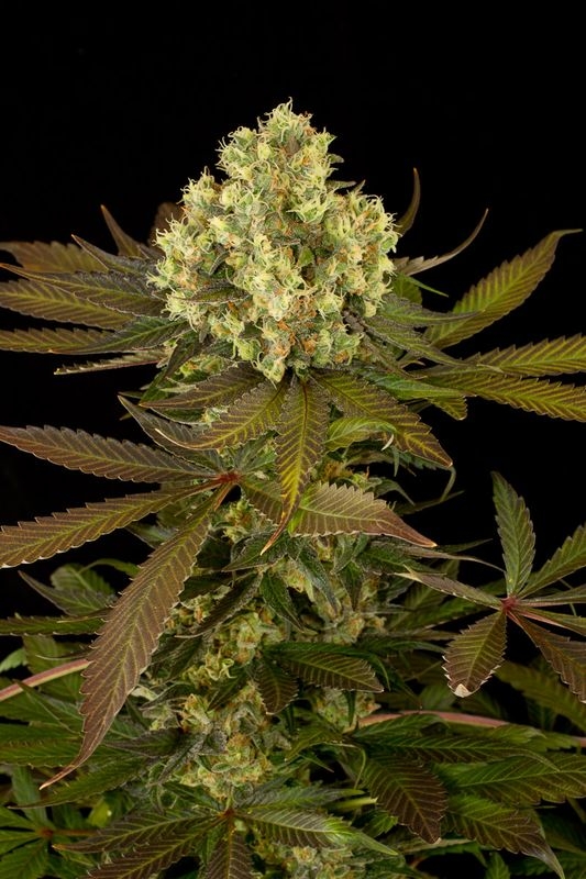 5 UND REG - SOUR BLUEBERRY * HUMBOLDT 5 UND REGULARES