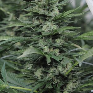 5 UND FEM - SOUR DIESEL # 2   * HUMBOLDT SEEDS 5 UND FEMINIZADAS
