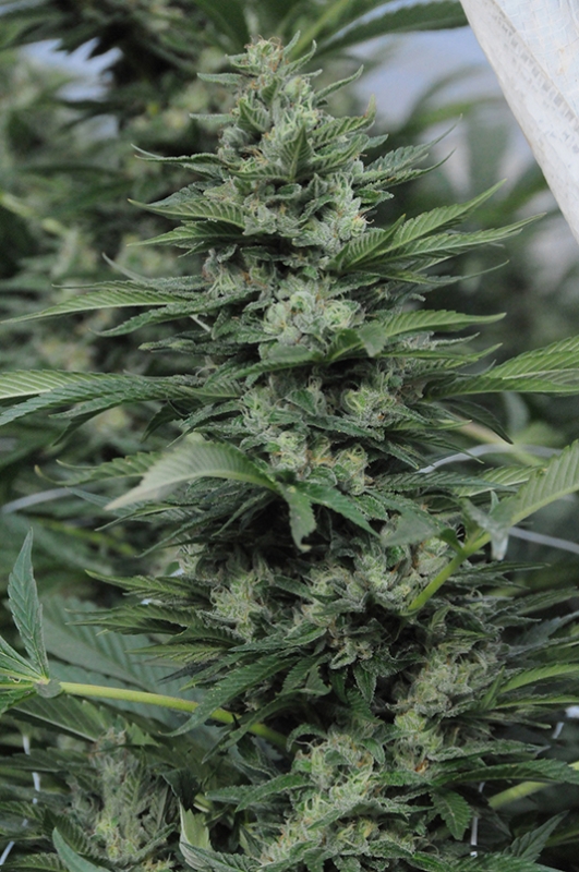 5 UND FEM - SOUR DIESEL # 2   * HUMBOLDT SEEDS 5 UND FEMINIZADAS