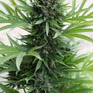 5 UND FEM - SOUR DIESEL AUTO * HUMBOLDT 5 UND FEM