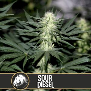 9 UND FEM - SOUR DIESEL * BLIMBURN SEEDS 9 UND FEMINIZADAS