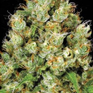 10 UND FEM - SOUR DIESEL * BULK SEED 10 UND FEM