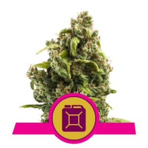 100 UND FEM - SOUR DIESEL * ROYAL QUEEN 100 UND FEMINIZADAS