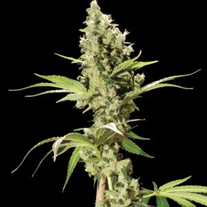 5 UND FEM - SOUR DIESEL * THE BULLDOG SEEDS 5 UND FEM