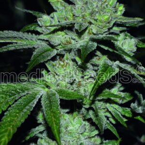 3 UND FEM - SOUR GLUE * MEDICAL SEEDS 3 UND FEM