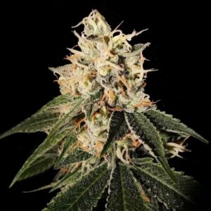 12 UND REG - SOUR JUICE * DNA GENETICS 12 UND REG