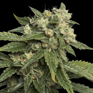 6 UND FEM - SOUR KOSHER * DNA GENETICS 6 UND FEMINIZADAS