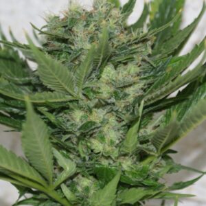 5 UND FEM - SOUR P  * RESIN SEEDS 5 UND FEMINIZADAS