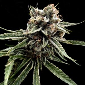 12 UND REG - SOUR STRAWBERRIES * DNA GENETICS 12 UND REG