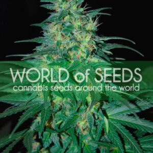 7 UND FEM - SOUTH AFRICAN KWAZULU (PURE ORIGIN COLLECTION) * WORLD OF SEEDS 7 UND FEMINIZADAS