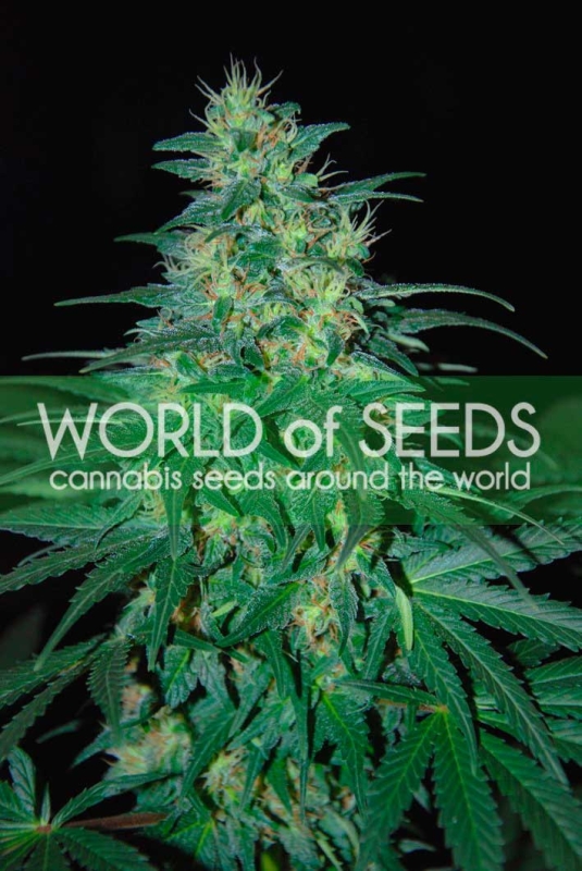 7 UND FEM - SOUTH AFRICAN KWAZULU (PURE ORIGIN COLLECTION) * WORLD OF SEEDS 7 UND FEMINIZADAS