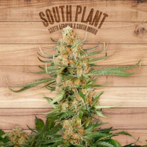 3 UND FEM - SOUTH PLANT * THE PLANT ORGANIC SEEDS 3 UND FEM