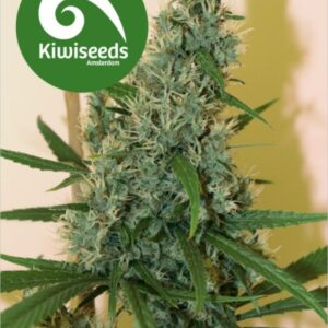 5 UND REG - SOUTH STAR * KIWISEEDS 5 UND REGULARES