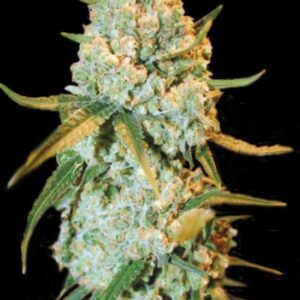 100 UND FEM - SPECIAL CRYSTAL HAZE * BULK SEED 100 UND FEM
