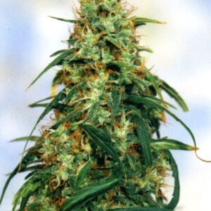 10 UND REG - SPECIAL K  * SAGARMATHA REGULARES 10 UND