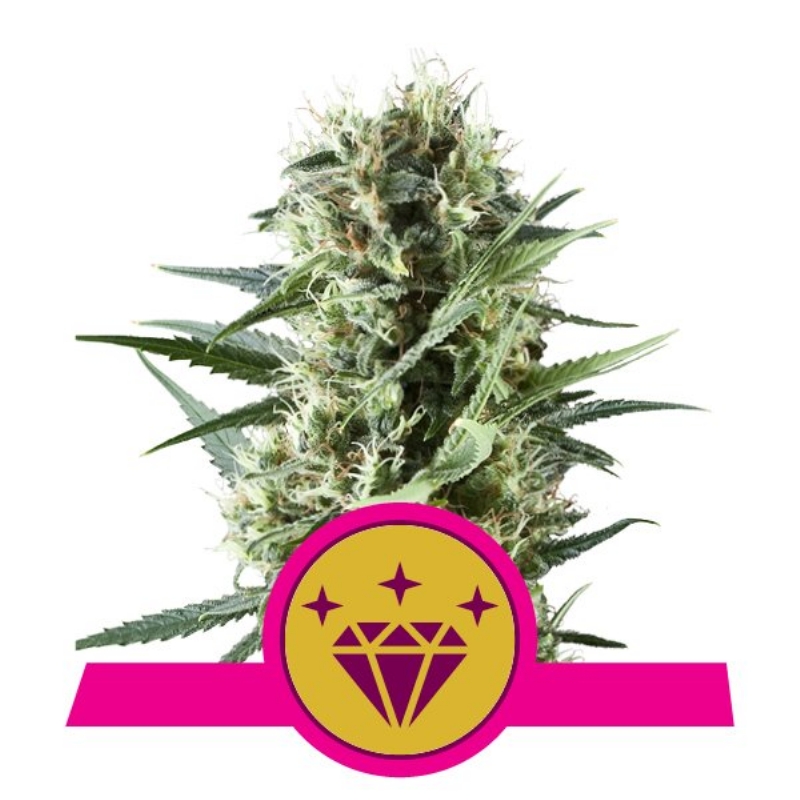 10 UND FEM - SPECIAL KUSH # 1 * ROYAL QUEEN 10 UND FEMINIZADAS