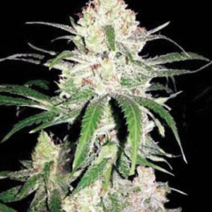 100 UND FEM - SPECIAL LIME HAZE * BULK SEED 100 UND FEM