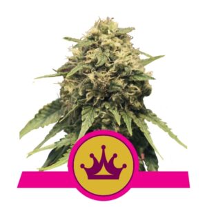 3 UND FEM - SPECIAL QUEEN # 1 * ROYAL QUEEN 3 UND FEMINIZADAS