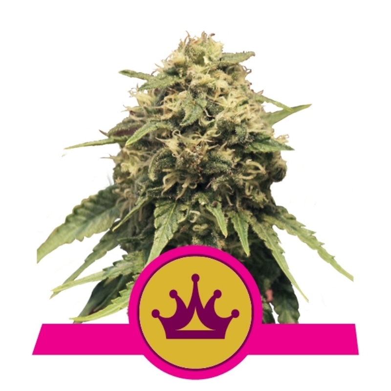 3 UND FEM - SPECIAL QUEEN # 1 * ROYAL QUEEN 3 UND FEMINIZADAS