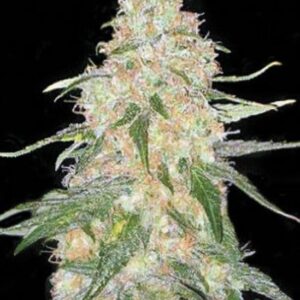 10 UND FEM - SPECIAL SKUNK * BULK SEED 10 UND FEM