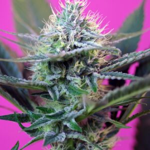 3 UND FEM - + SPEED AUTO ﾮ * SWEET SEEDS 3 UND FEMINIZADAS