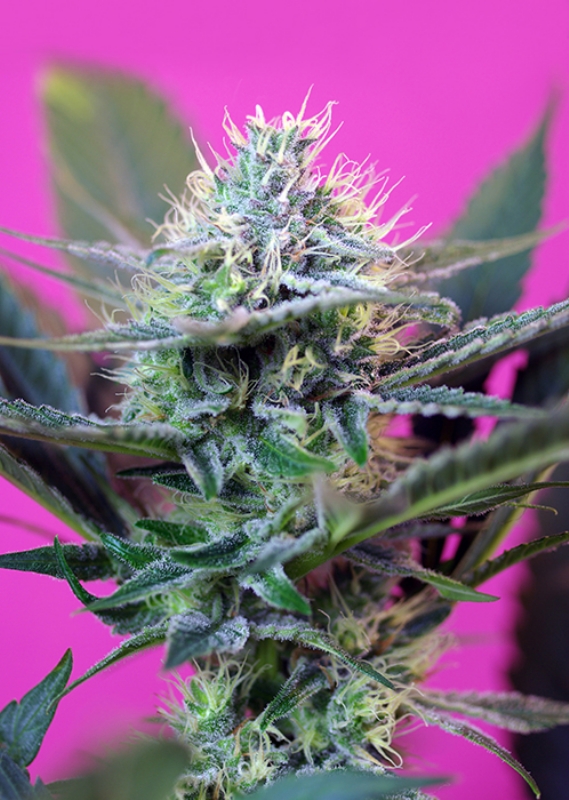 25 UND FEM - + SPEED AUTO ﾮ * SWEET SEEDS 25 UND FEMINIZADAS