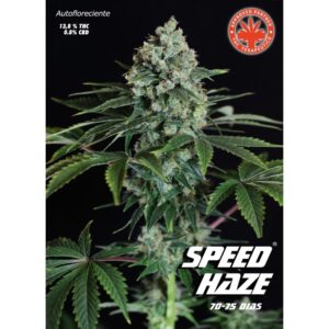 10 UND FEM - SPEED HAZE * PURE SEEDS 10 UND FEMINIZADASp
