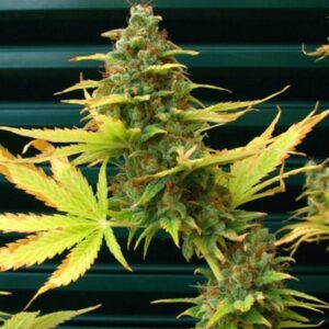 15 UND REG - SPICE * MR NICE NATURAL 15 UND REG