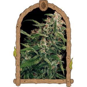 3 UND FEM - SPICY BITCH * EXOTIC SEED FEMINIZADA 3 UND