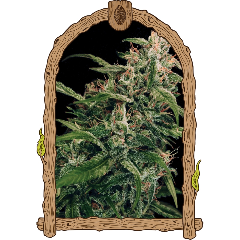 5 UND FEM - SPICY BITCH * EXOTIC SEED FEMINIZADA 5 UND